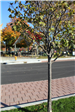 A view looking across Brown Street showing new asphalt, pavers, sidewalk, and trees