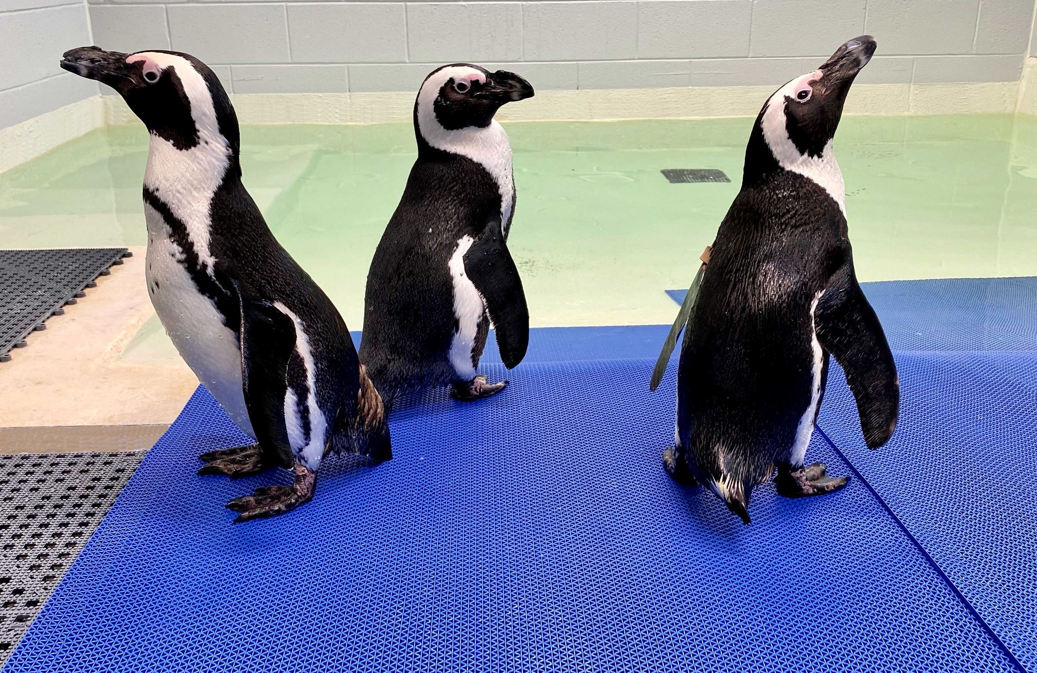 penguins inside exhibit