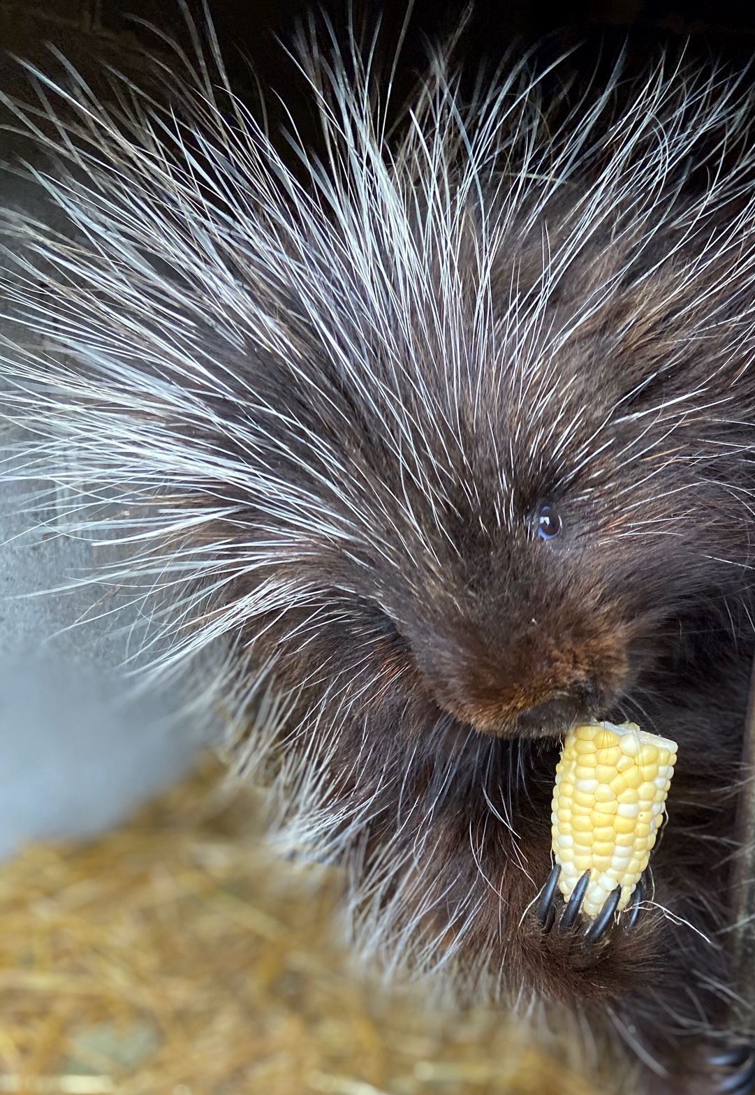 A North American porcupine is holding an ear of corn