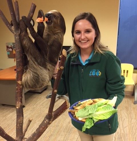 Sloth at Columbian Park Zoo square