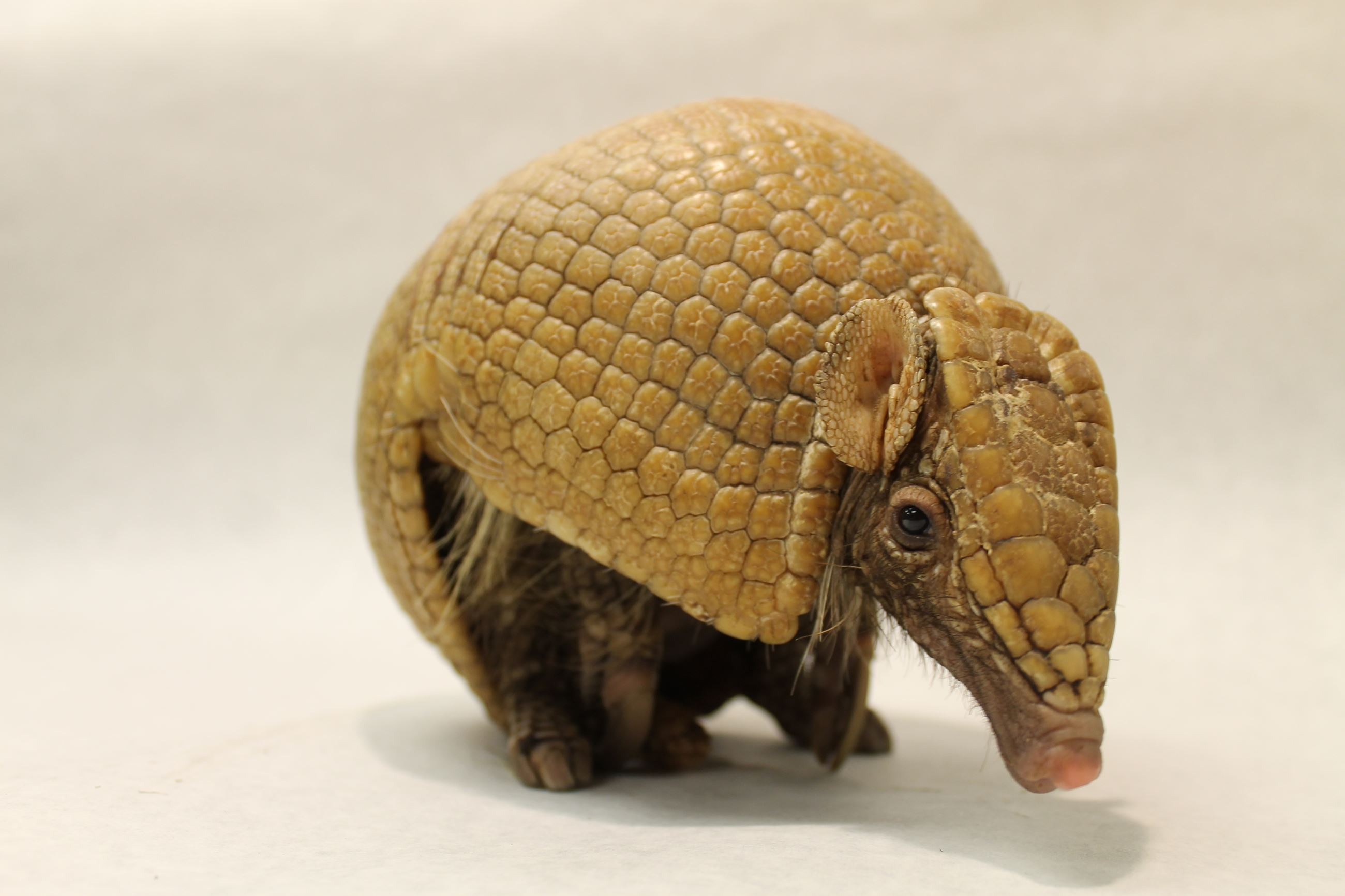 A three-banded armadillo is partially uncurled from its shell