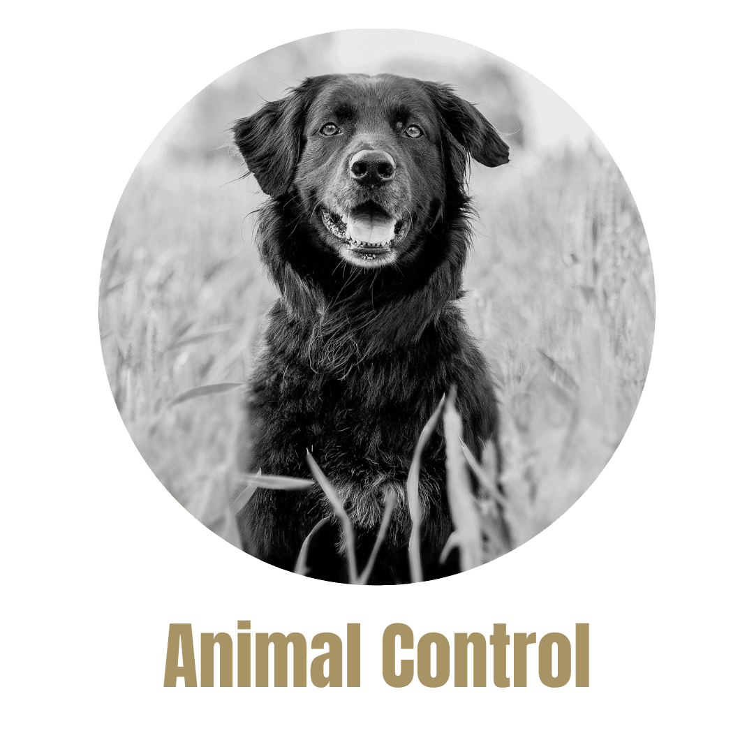 Animal Control Button (1)