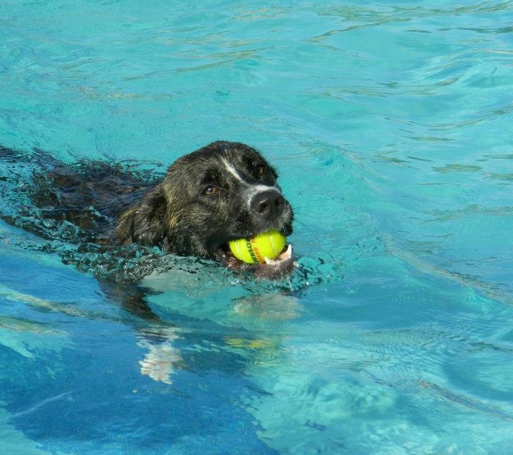 a large black dog swims in water holding a tennis ball in its mouth