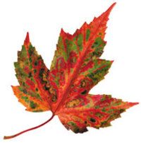 Image of Maple Leaf