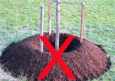 Mulch volcano Opens in new window