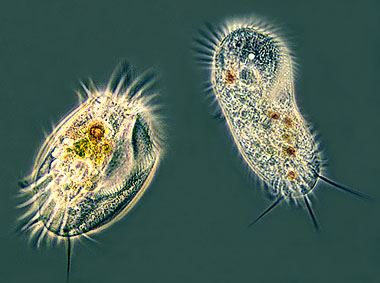 FREE SWIMMING CILIATES